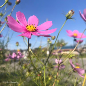 空を見上げるコスモス