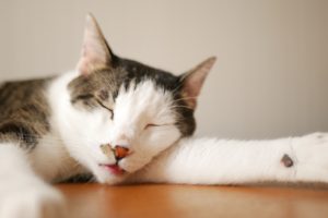 お昼寝するネコ